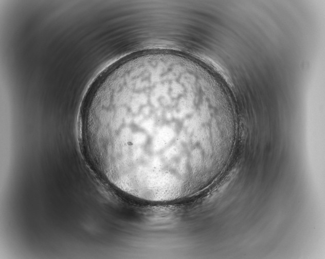 X0000096951125200802221317