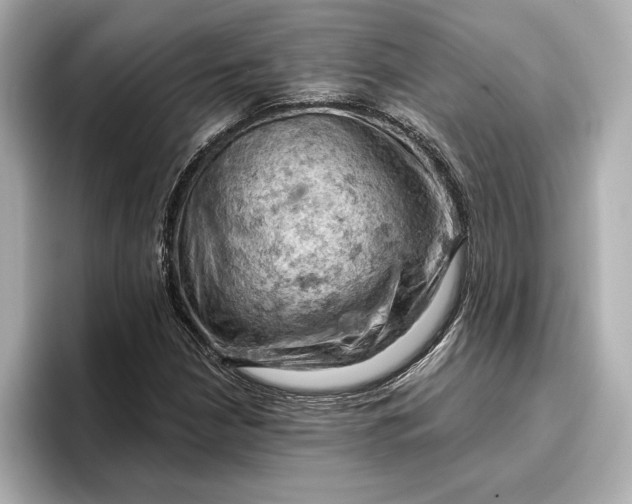 X0000096951210200802221315