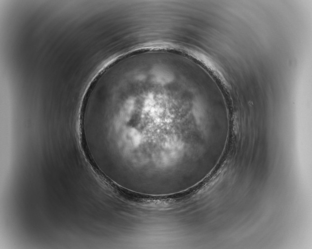 X0000096951229200802221315