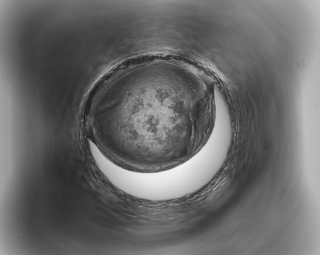 X0000096951256200802221315