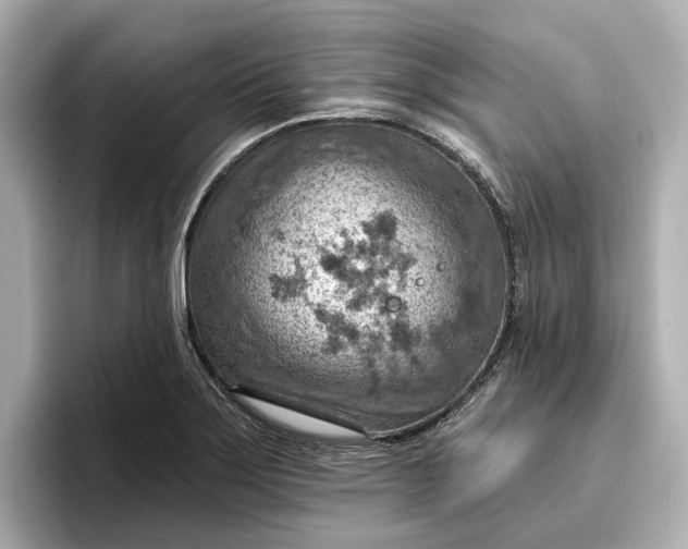 X0000096951275200802221315