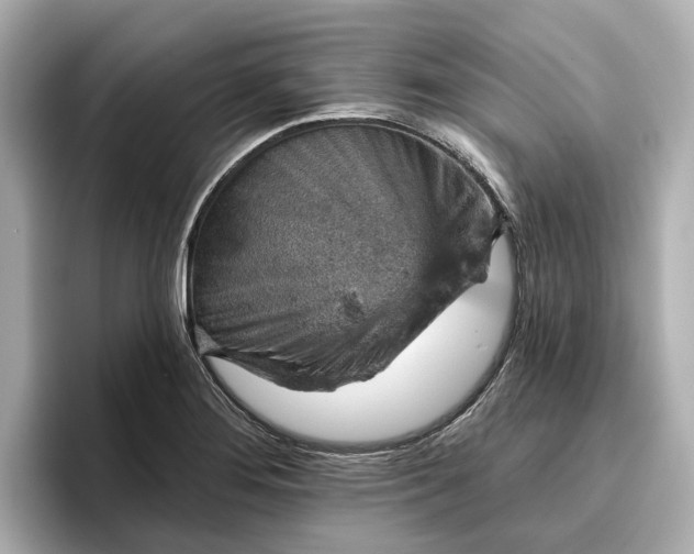 X0000096951276200802221315