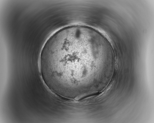 X0000096951295200802221314