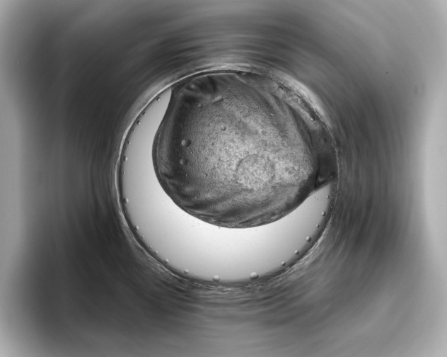 X0000096951338200802221314