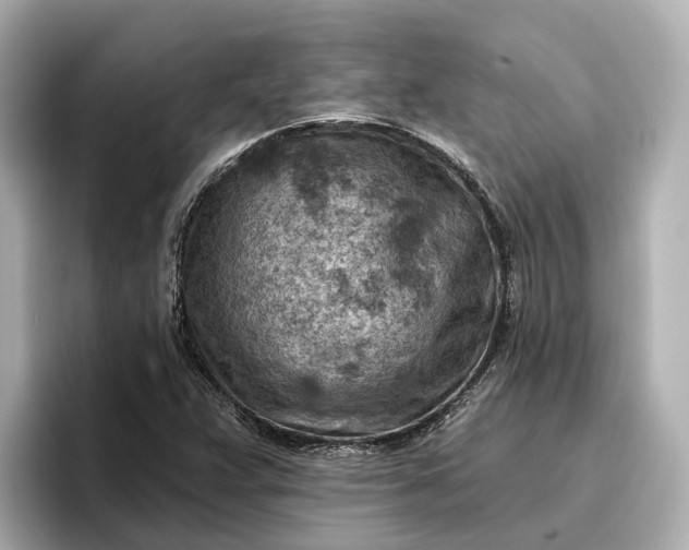 X0000096951359200802221314