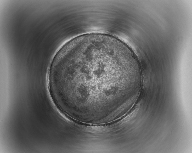 X0000096951383200802221313