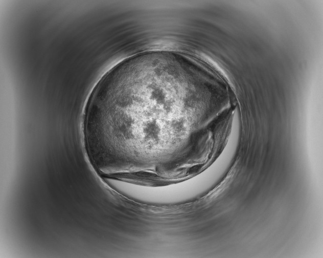 X0000096951434200802221313