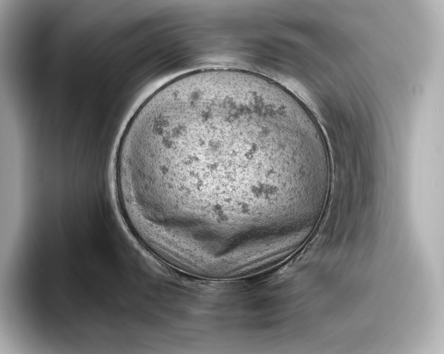 X0000096951440200802221313