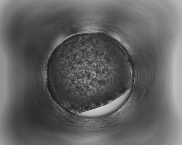 X0000096951459200802221312