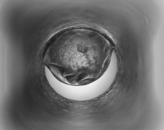 X0000096951496200802221311