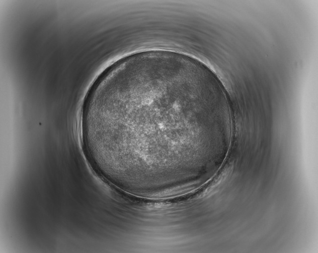 X0000096951515200802221312