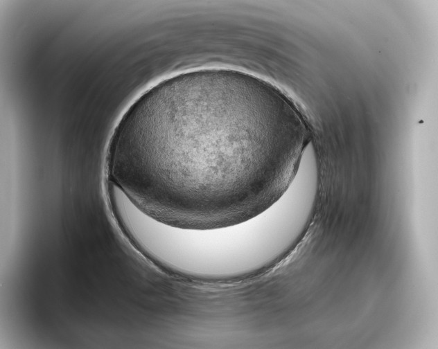 X0000096951518200802221312