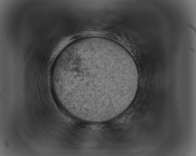 X0000096950103200802291106