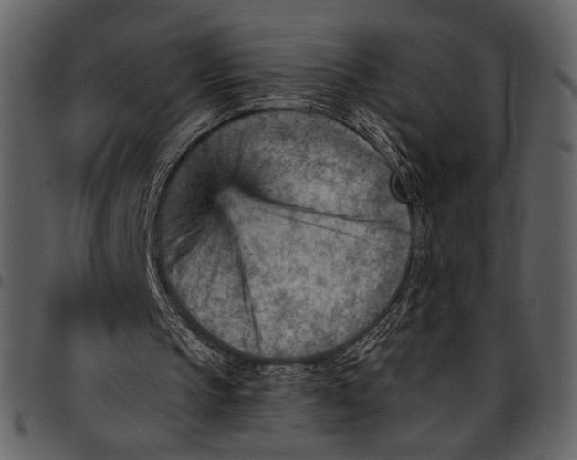 X0000096950145200802291105