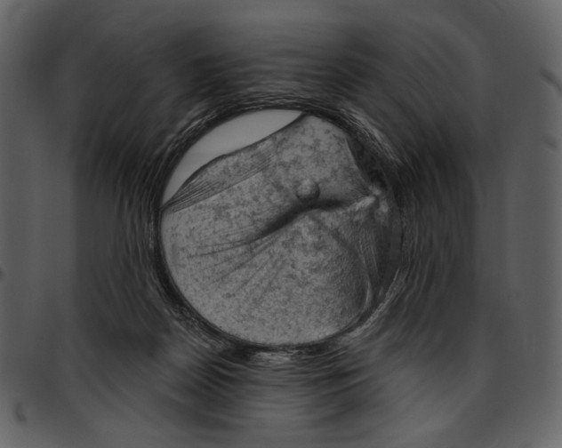 X0000096950170200802291105