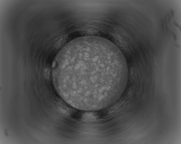 X0000096950177200802291105