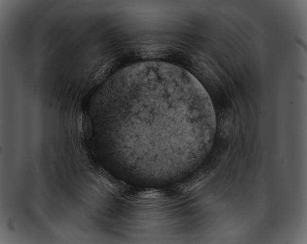 X0000096950219200802291104
