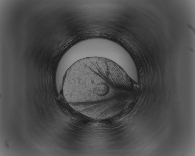 X0000096950268200802291104