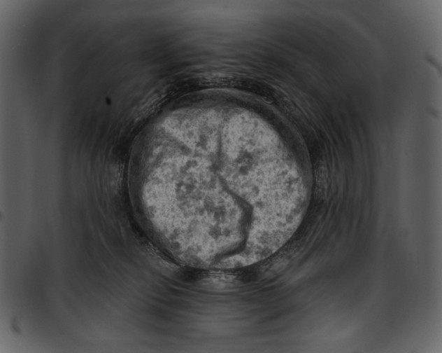 X0000096950278200802291104