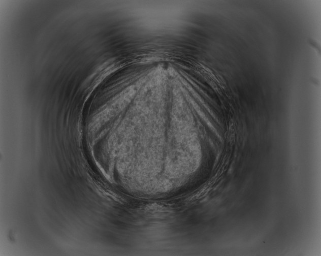X0000096950290200802291103