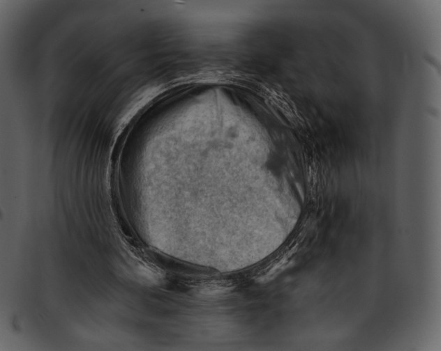 X0000096950292200802291103