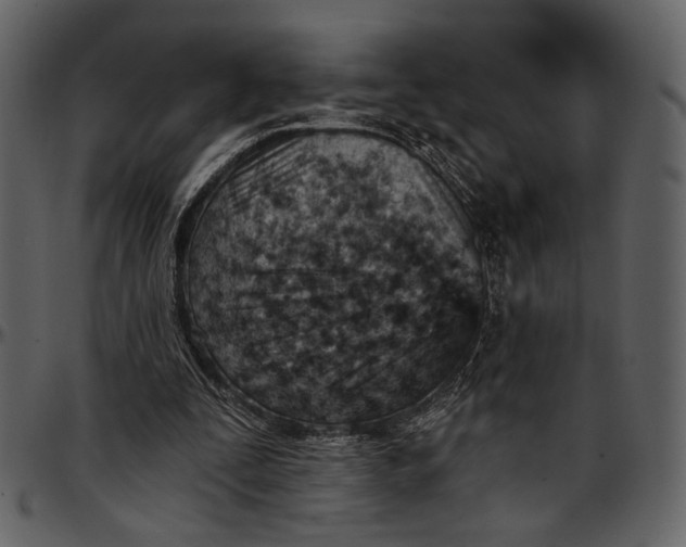 X0000096950295200802291103