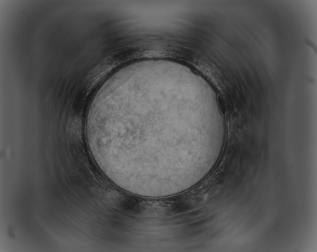 X0000096950297200802291103