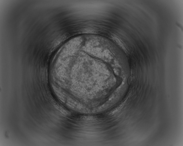 X0000096950349200802291102