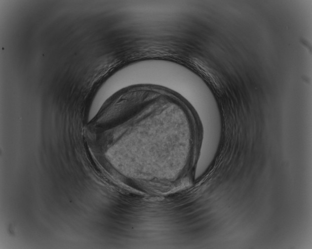 X0000096950362200802291102