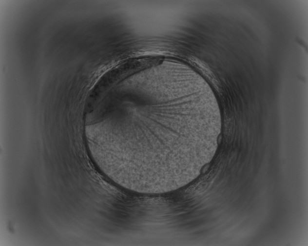 X0000096950385200802291101