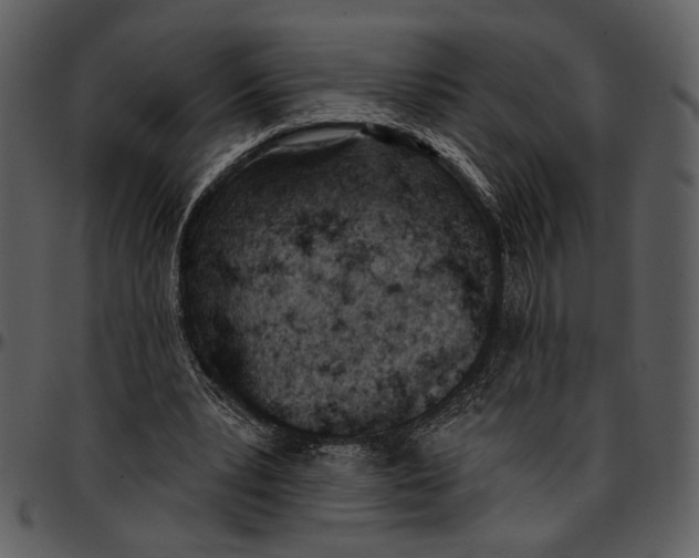 X0000096950391200802291101