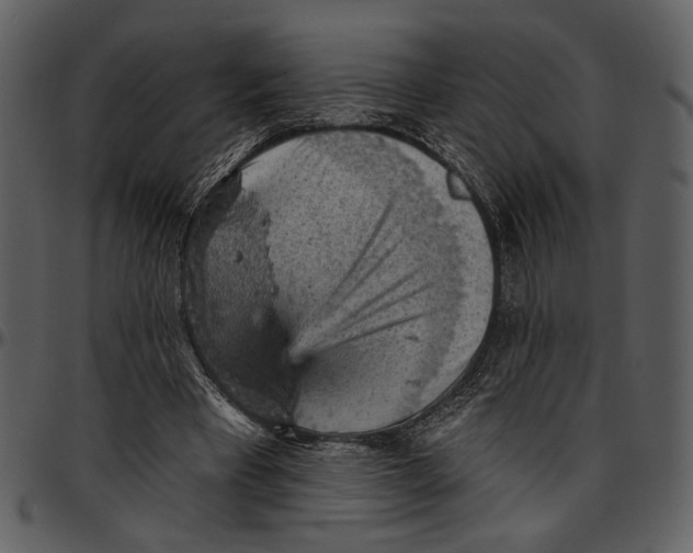 X0000096950393200802291101