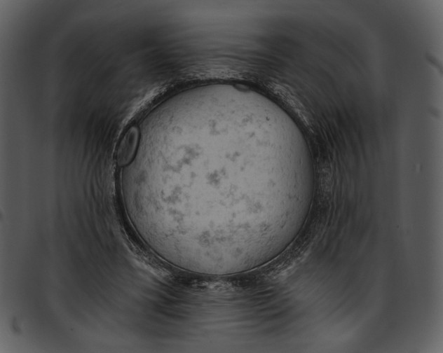 X0000096950395200802291101