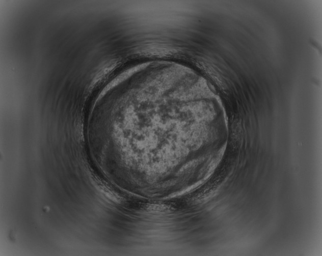 X0000096950399200802291101