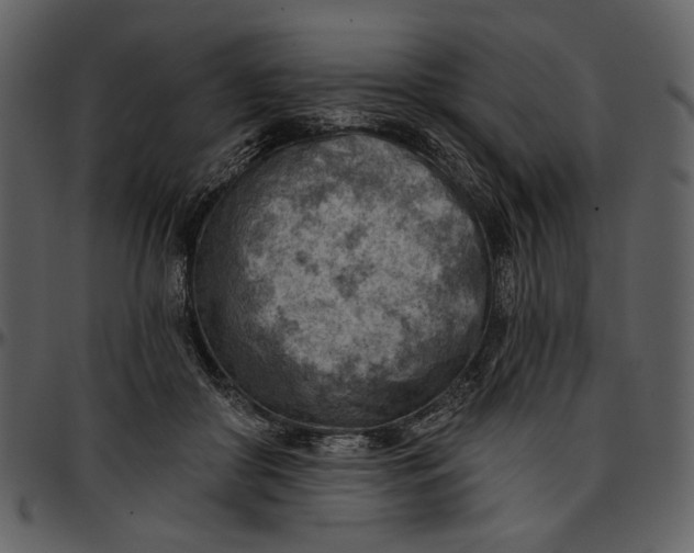 X0000096950410200802291101