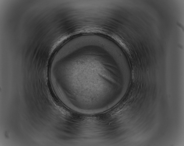 X0000096950438200802291100