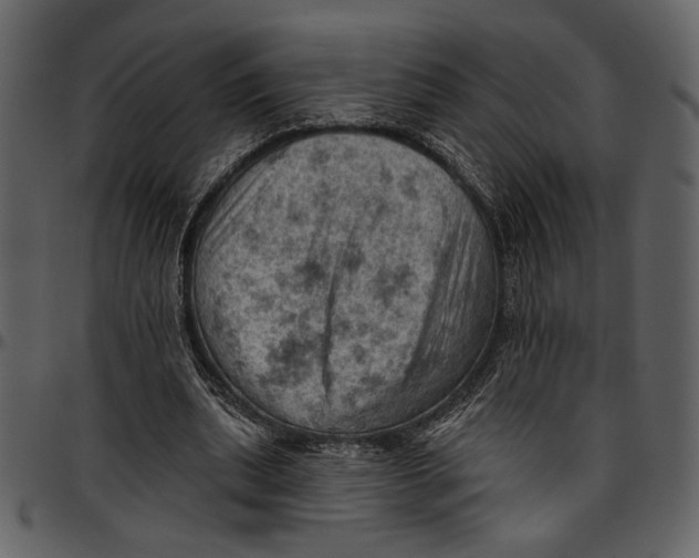 X0000096950439200802291100