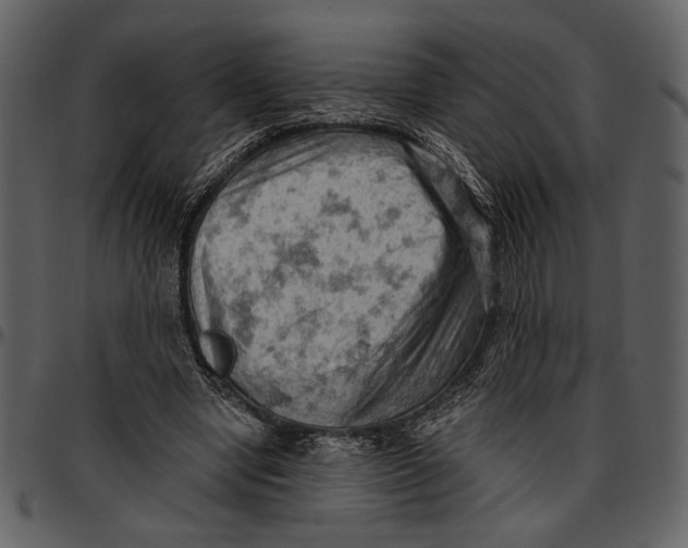 X0000096950442200802291100