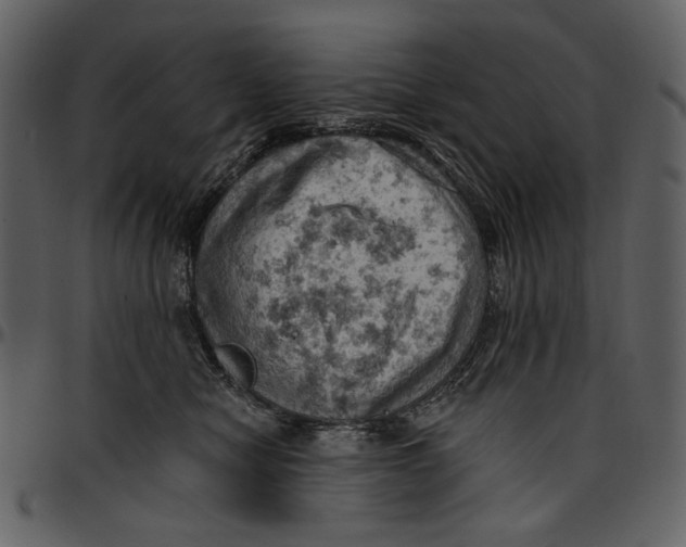 X0000096950470200802291100