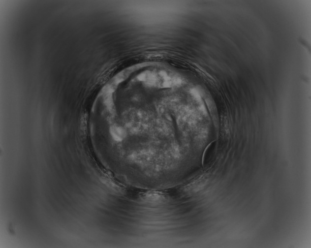 X0000096950475200802291101