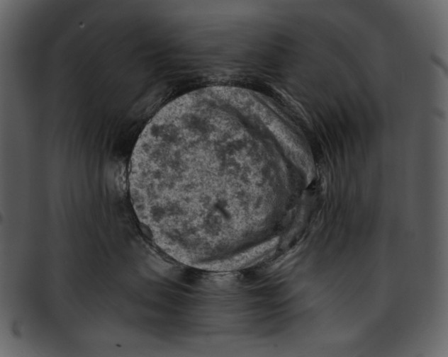 X0000096950479200802291101