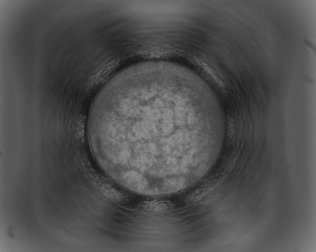 X0000096950545200802291059