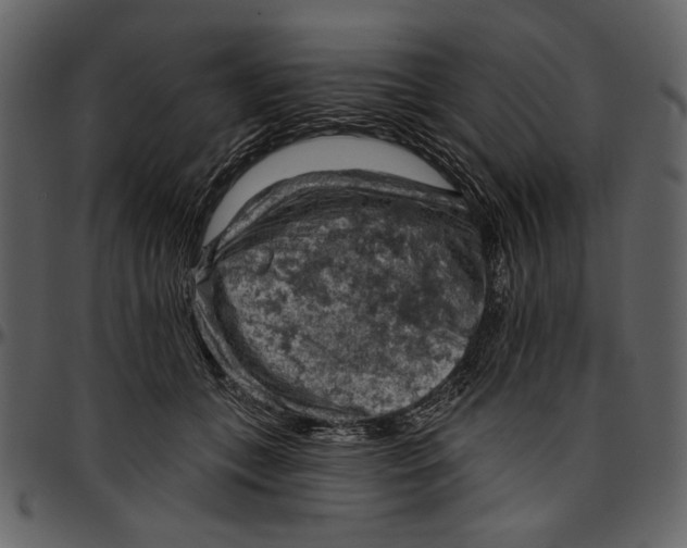 X0000096950559200802291059