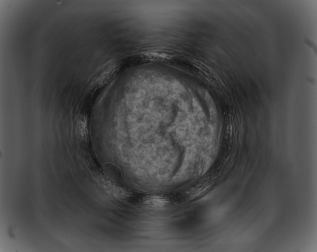 X0000096950610200802291058