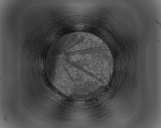 X0000096950653200802291057