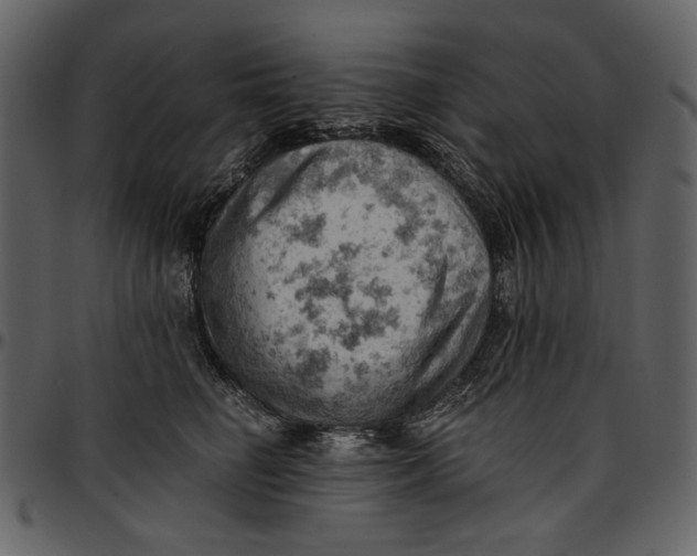 X0000096950662200802291058