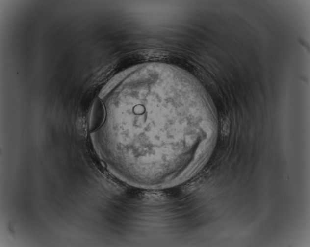 X0000096950666200802291058