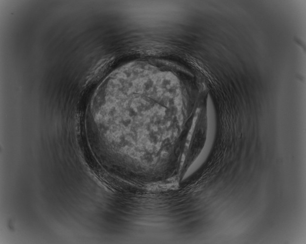 X0000096950738200802291056