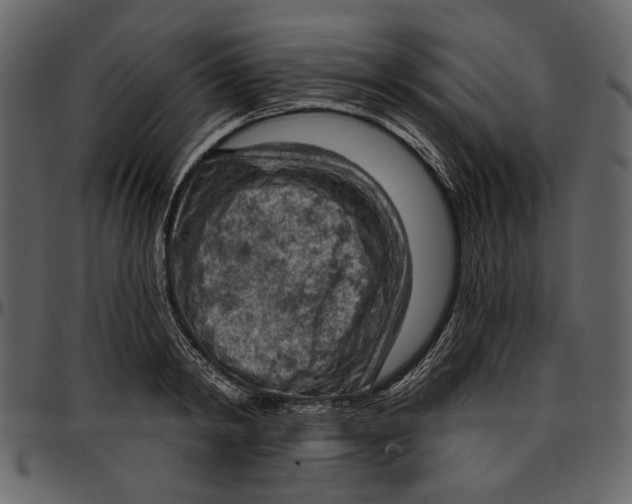 X0000096950798200802291055