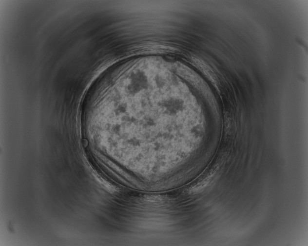 X0000096950843200802291054